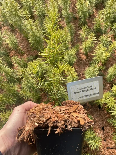 Cis Dwarf Bright Gold P9 – młoda roślina